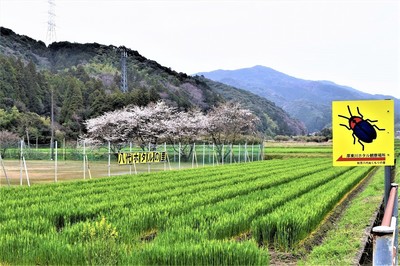 麦畑と桜2.jpg