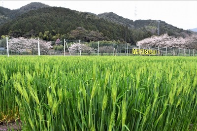 麦畑と桜3.jpg