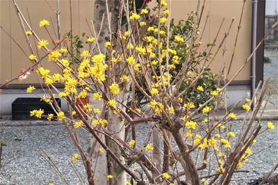 黄色の季節の花.jpg