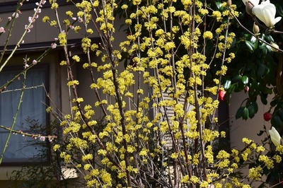 黄色の季節の花.jpg