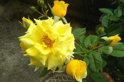 黄色の薔薇.jpg