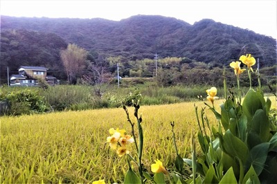 黄金色の田んぼと黄色の季節の花1.jpg