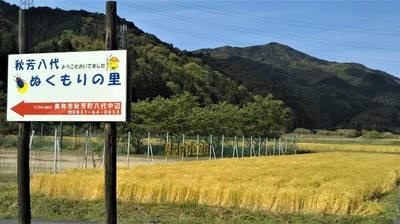 黄金色の麦畑.jpg