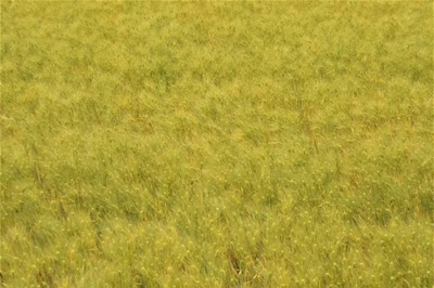 黄金色の麦畑.jpg