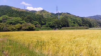 黄金色の麦畑1.jpg