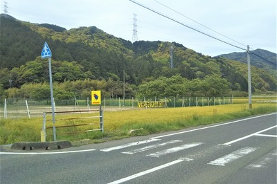 黄金色の麦畑1.jpg