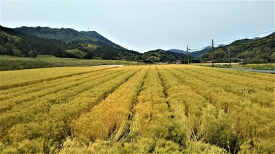 黄金色の麦畑1.jpg