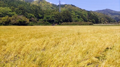 黄金色の麦畑2.jpg