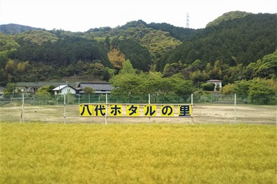 黄金色の麦畑2.jpg