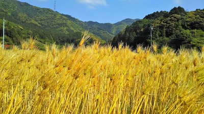 黄金色の麦畑2.jpg