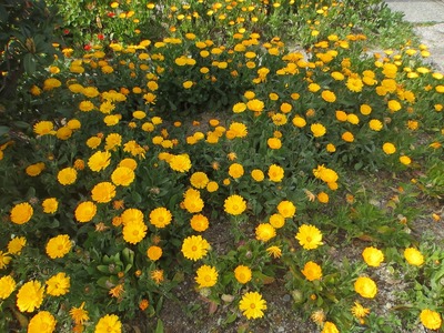3班海岸花壇の花.jpg
